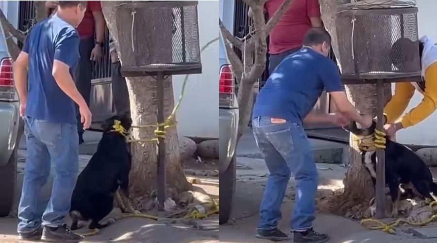 Una persona de playera y pantalón color azul desamarrando a un perro