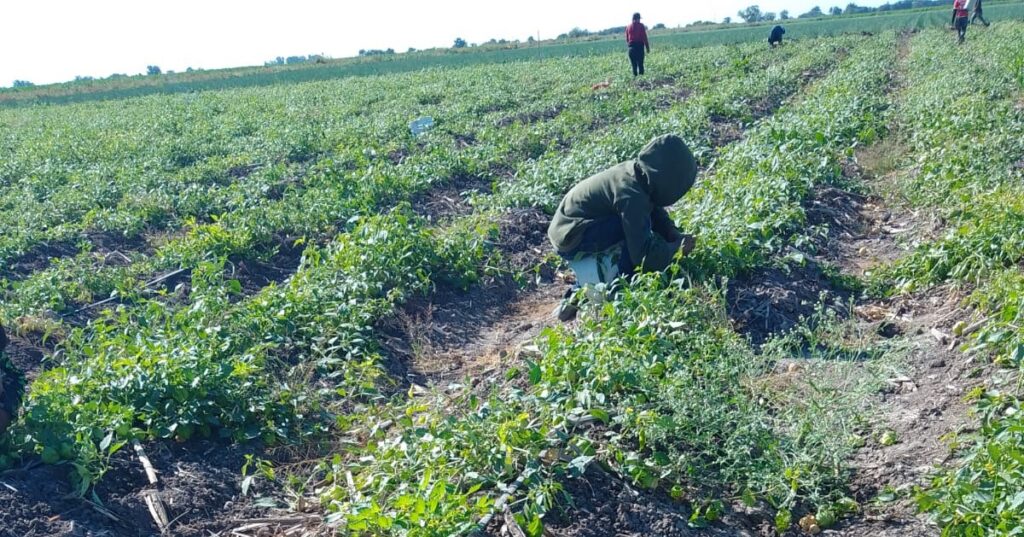 Menores de edad trabajando en un campo agrícola