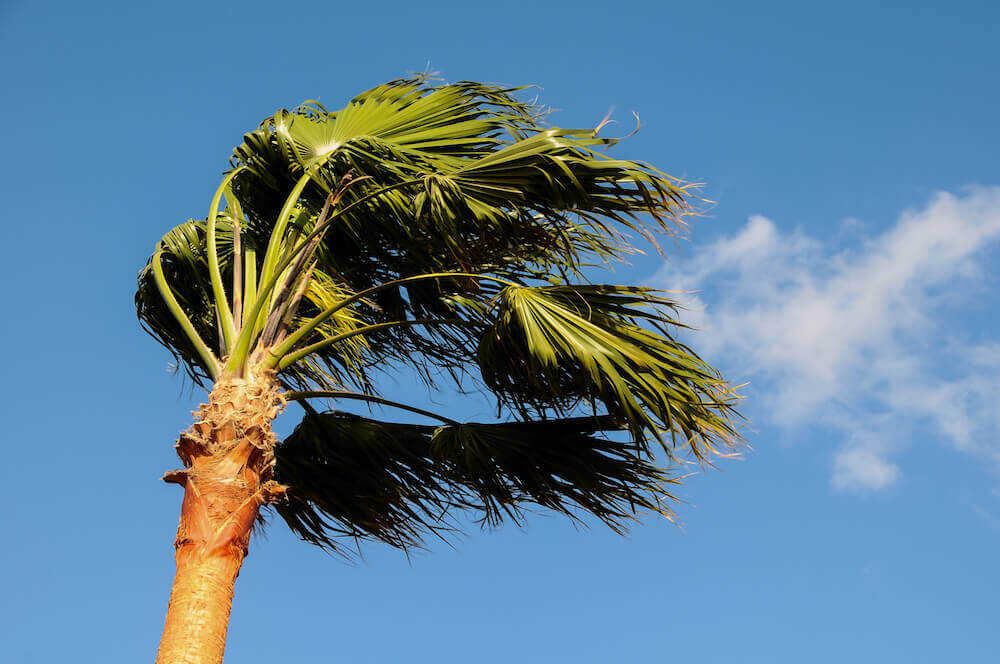 Palma con hojas color verde volanto por el fuerte viento con un cielo azul y una nube pequeña color blanco