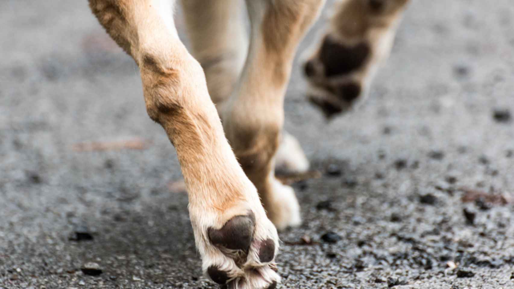 Patas de perro caminando en la calle