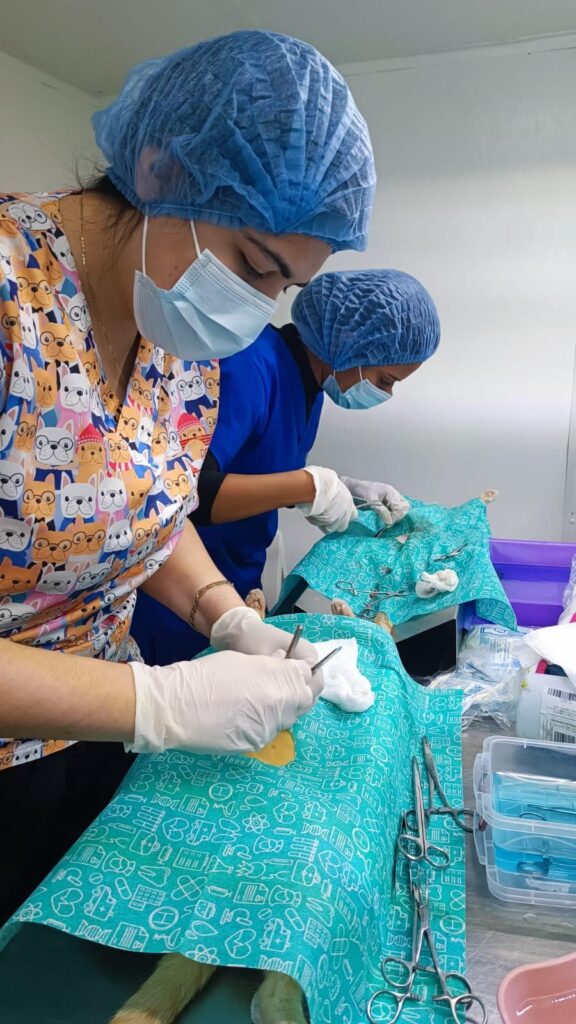 Dos personas esterilizando mascotas en jornada en Mazatlán