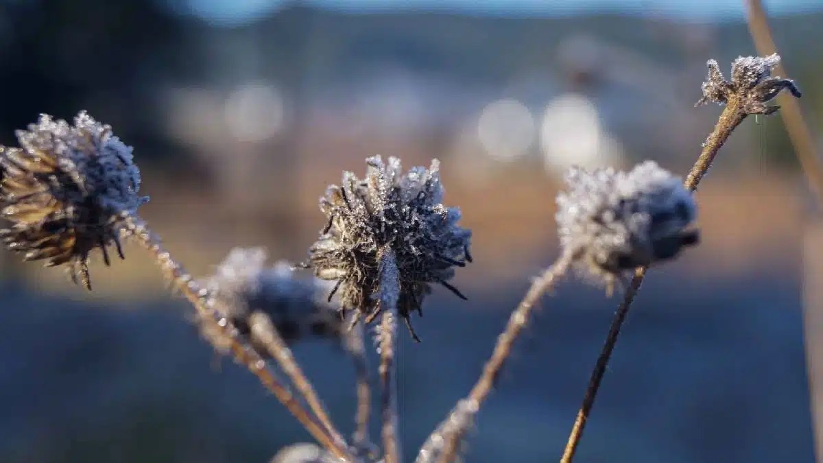 Planta con heladas y hielo por baja de temperaturas