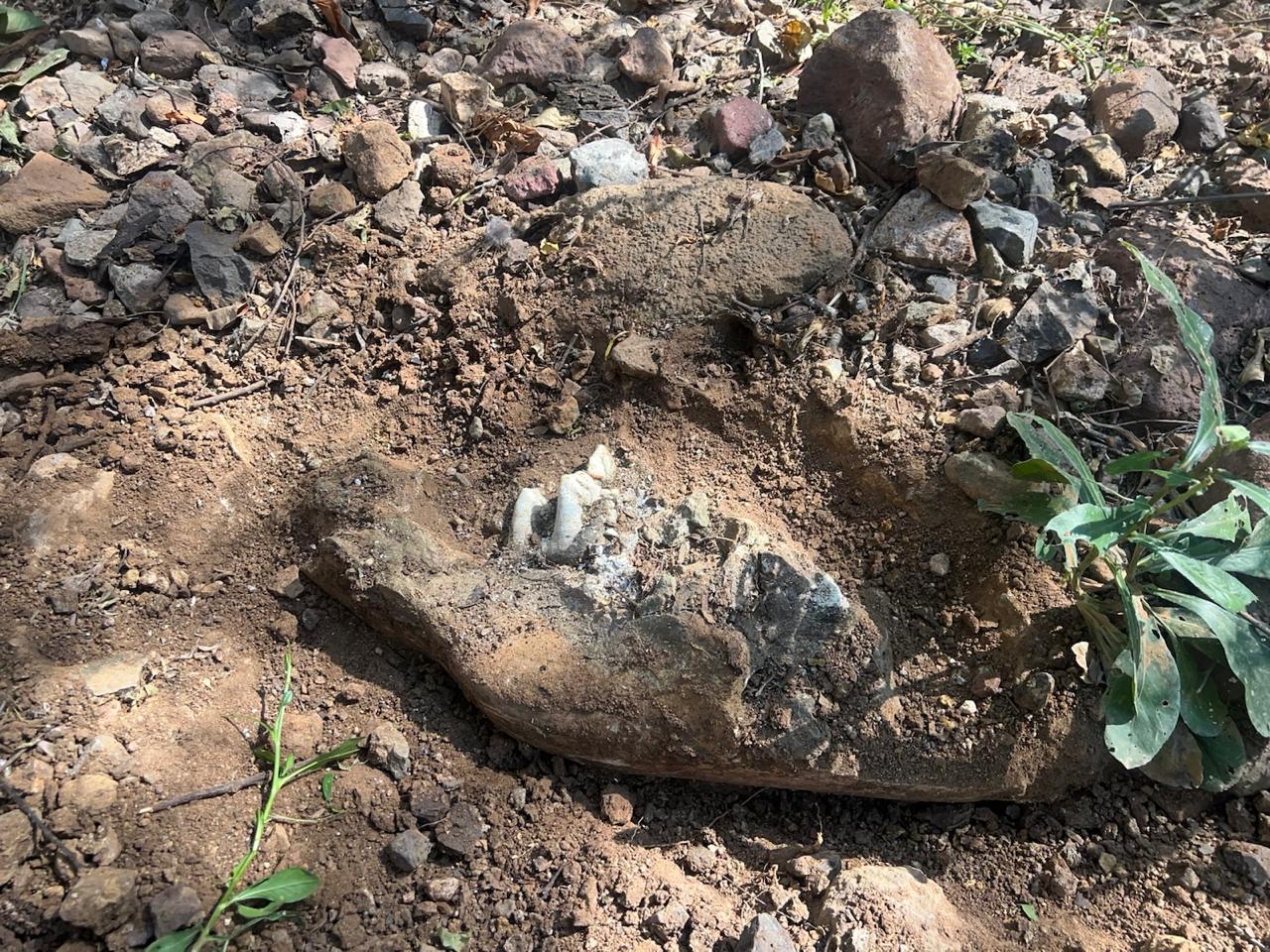 Restos fósiles incrustados en una roca