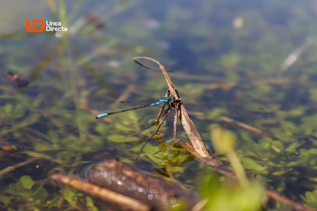 Libélula se posa sobre una hoja que flota en las aguas del Río Fuerte