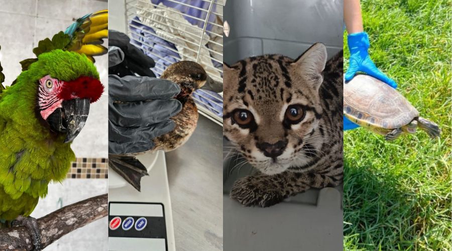 Cuatro fotos de animales, una guacamaya verde, un pato, un gato montés y una tortuga