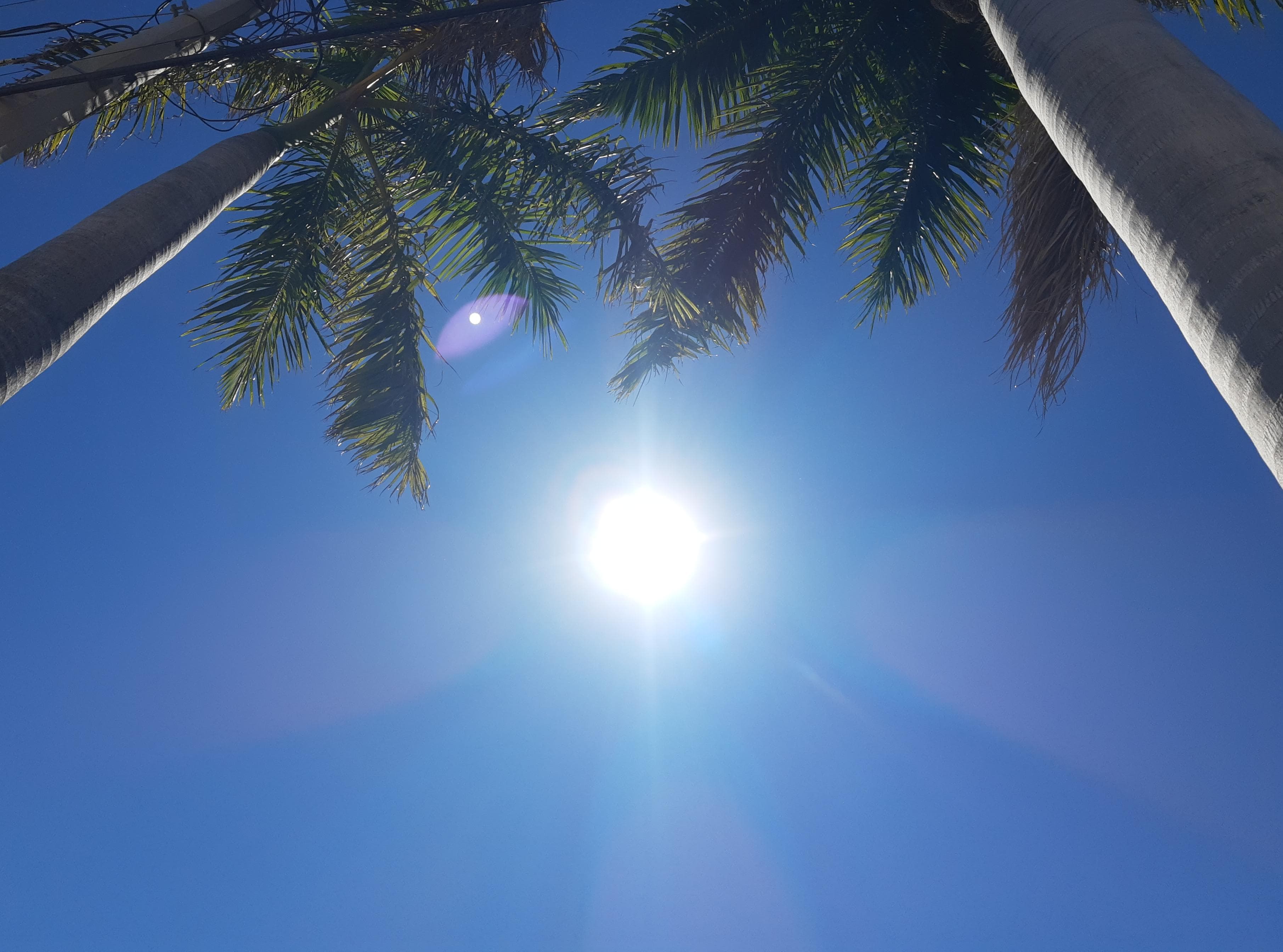 Cielo azul despejado con el sol ardiente y dos palmas
