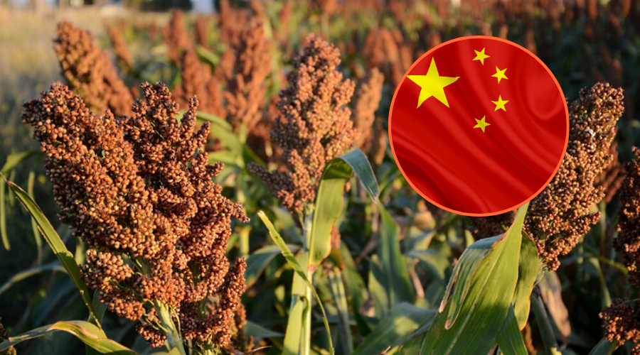 Siembra de sorgo y la bandera de China en un círculo
