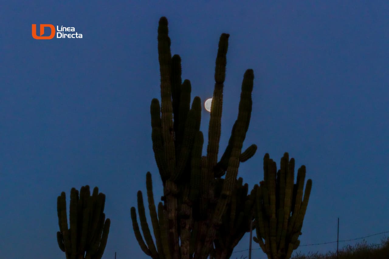 Superluna Castor, también llamada “del cazador”, detrás de un cactus en con un cielo azul oscuro casi de noche en Sinaloa