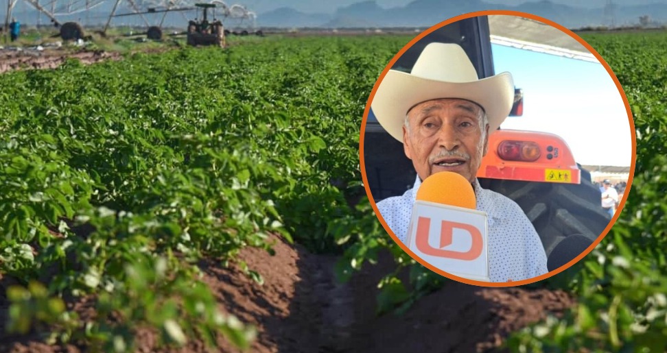 En grande campo de Sinaloa listo para cosechar y en un circulo Baltazar Hernández Encinas