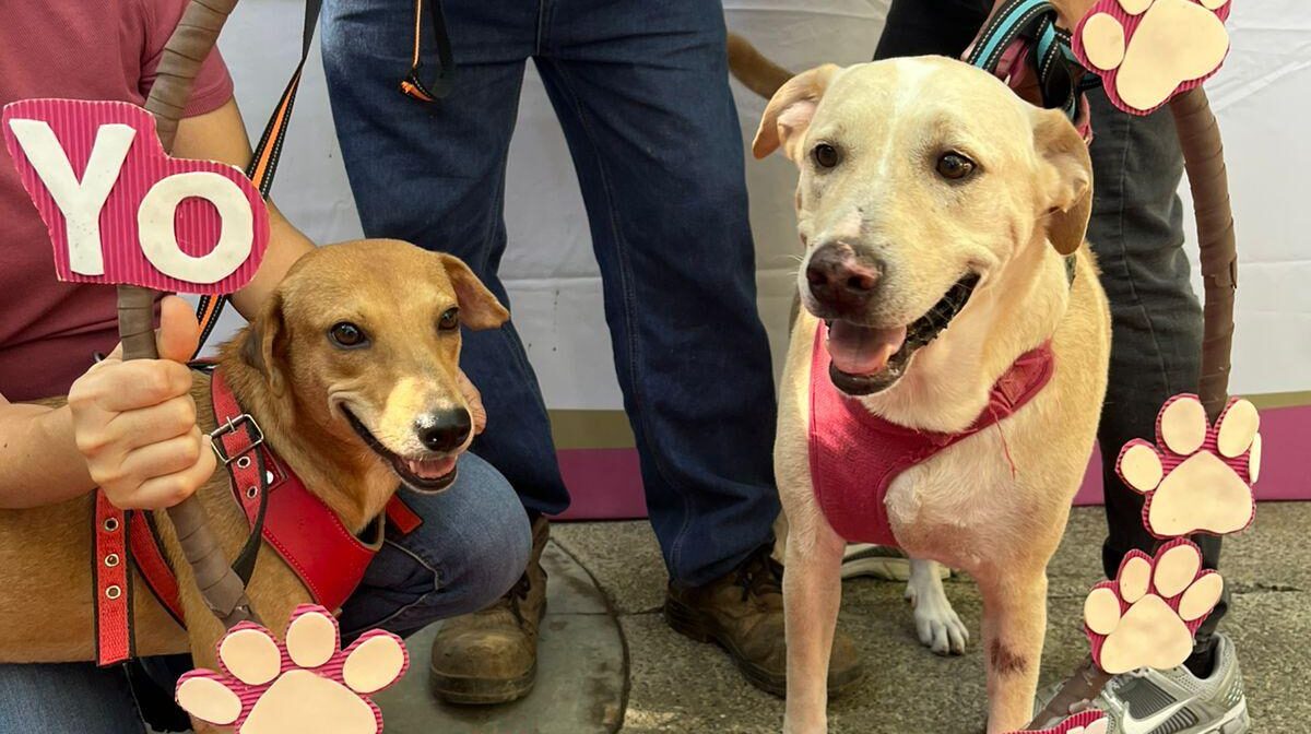 Dos perritos con letrero de adoptado