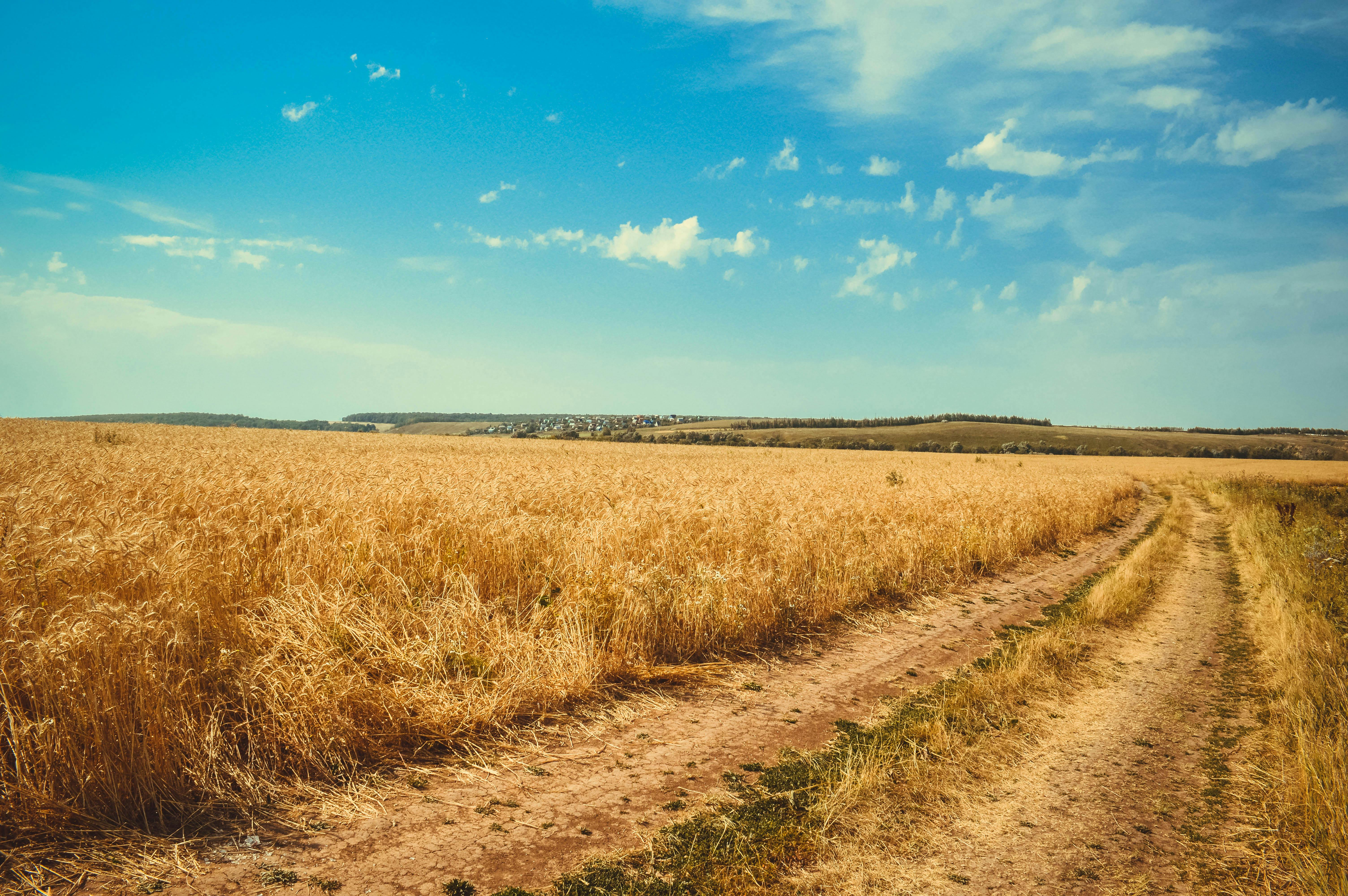 Campo con plantas y cielo azul con algunas nubes