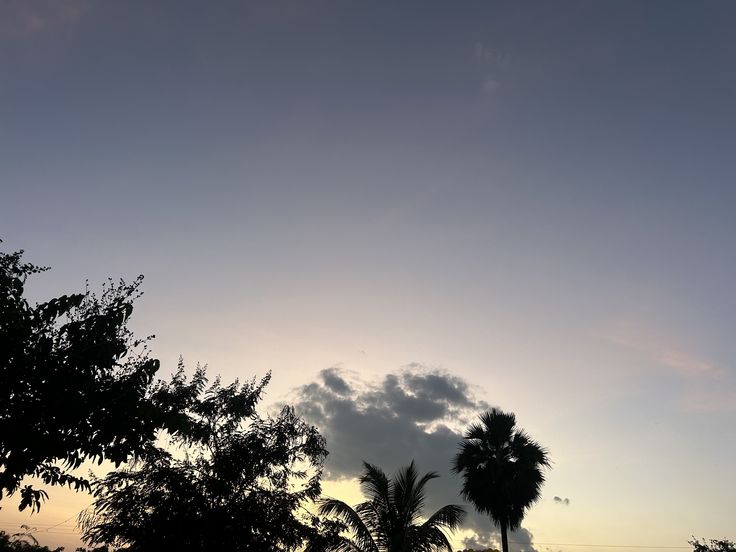 cielo en el atardecer con un arbol y una nube