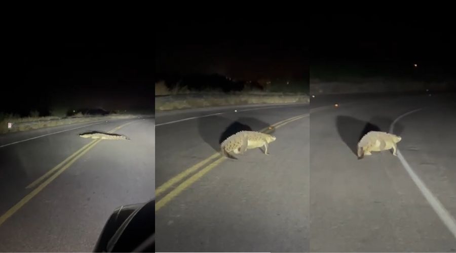 Capturas de un cocodrilo captado caminando por una calle en Guasave, Sinaloa