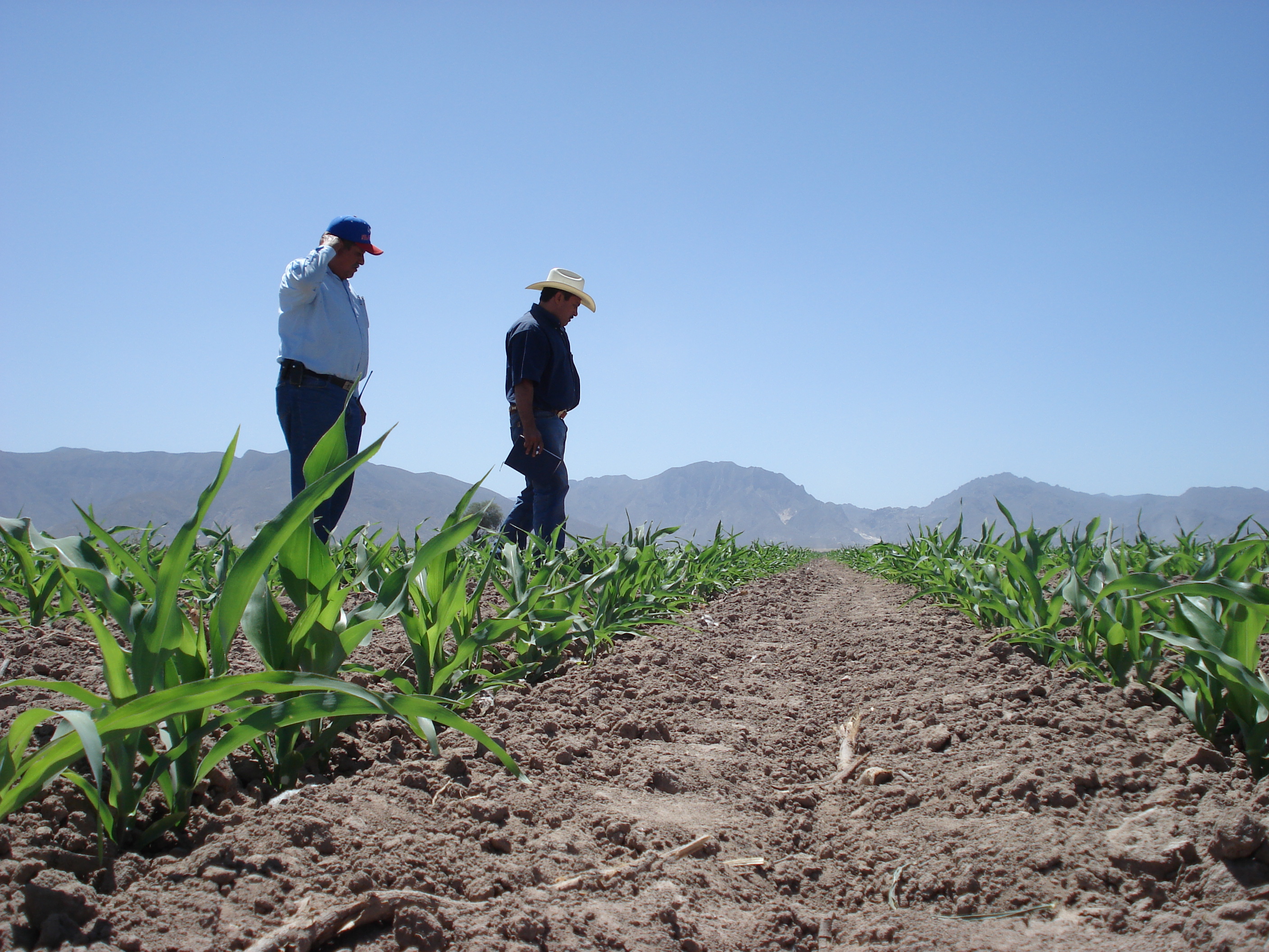 2 personas con camisa y sombrero en un cultivo de siembra en el campo, cielo azul despejado