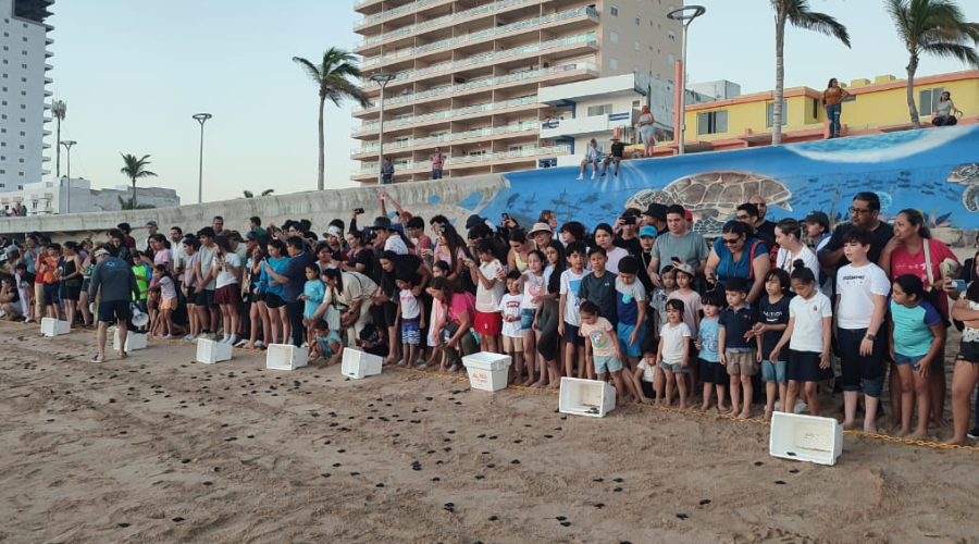 familias niños en la liberacion de tortugas marinas en mazatlan
