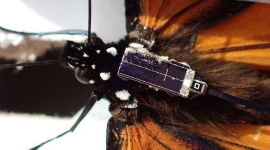 Mariposa monarca con chip de rastreo