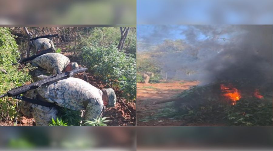 Elementos del ejercito en un campo y en la segunda imagen plantíos de marihuana quemados