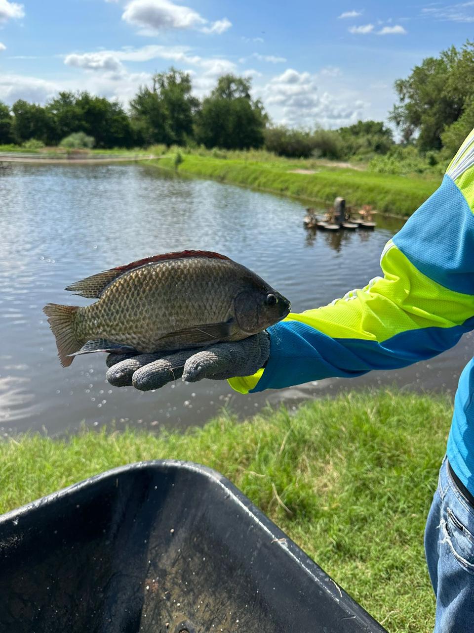 Mano sosteniendo un pez africano de agua dulce y salobre