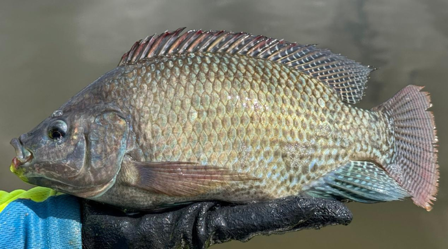 Tilapia.