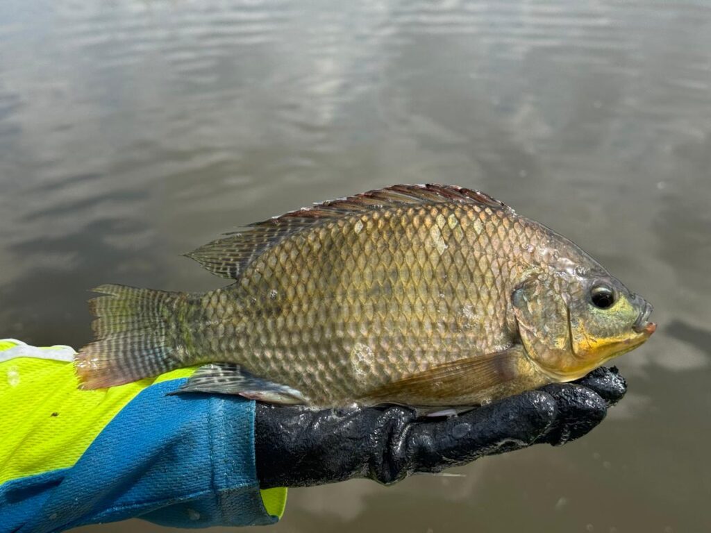 Mano sosteniendo un pez africano de agua dulce y salobre