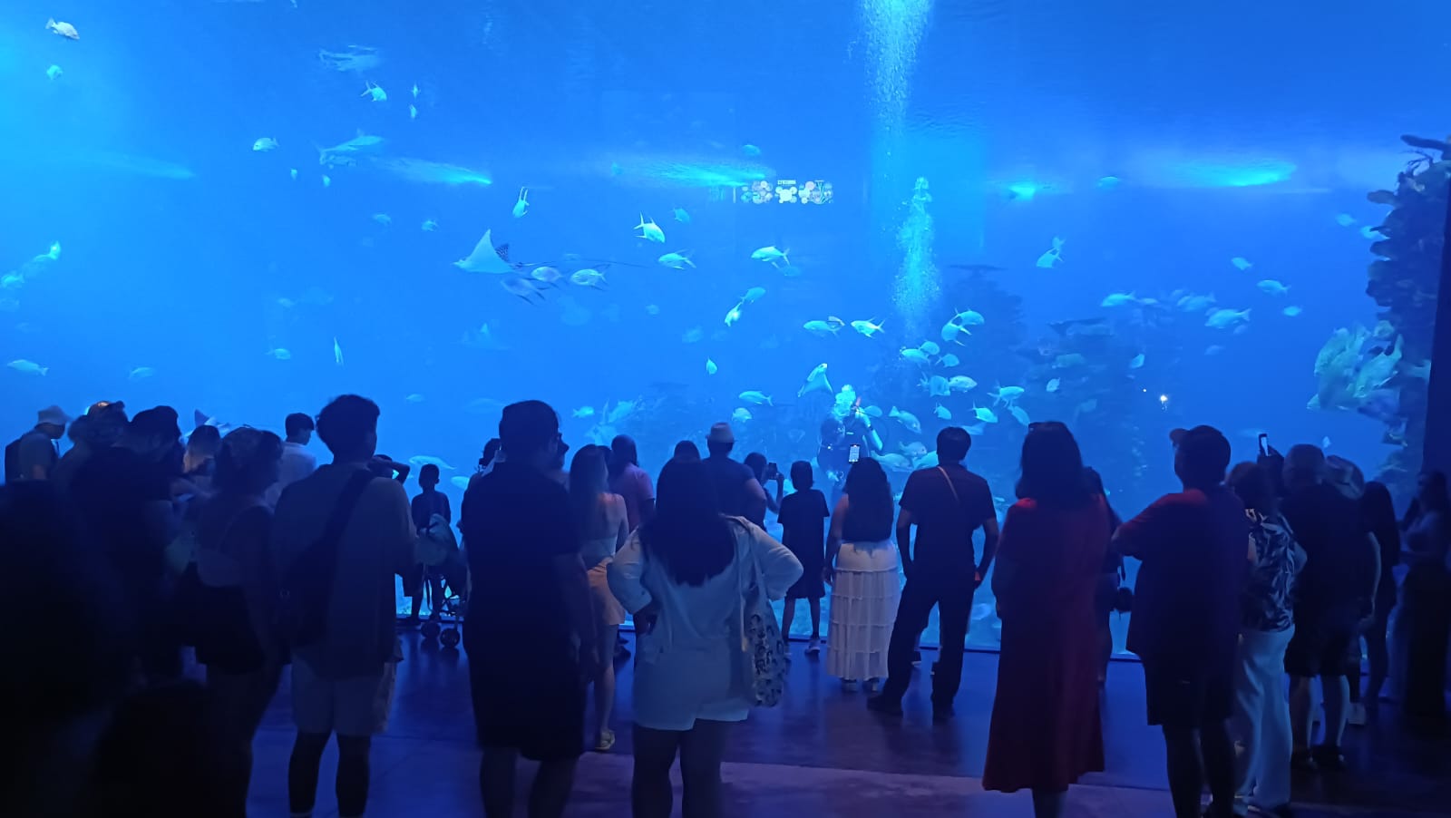 Gran Acuario de Mazatlán y un gran numero de visitantes observando