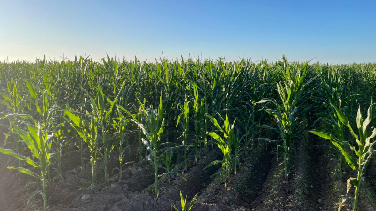 Campo de siembra en Agricultura