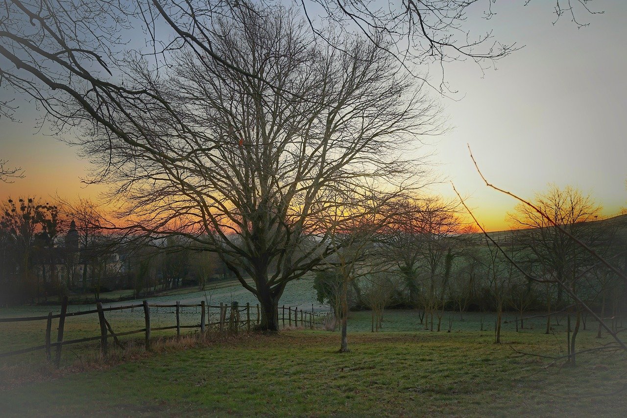 Amanecer en el campo con árbol seco