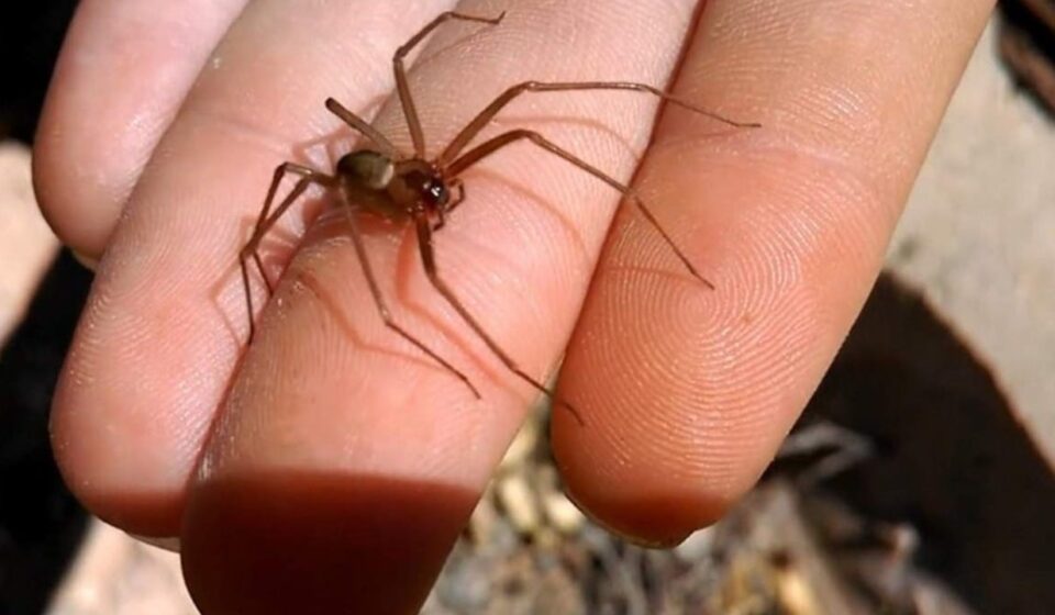 Las picaduras de insectos y mordeduras de animales han generado una cantidad de ingresos al HG de Los Mochis
