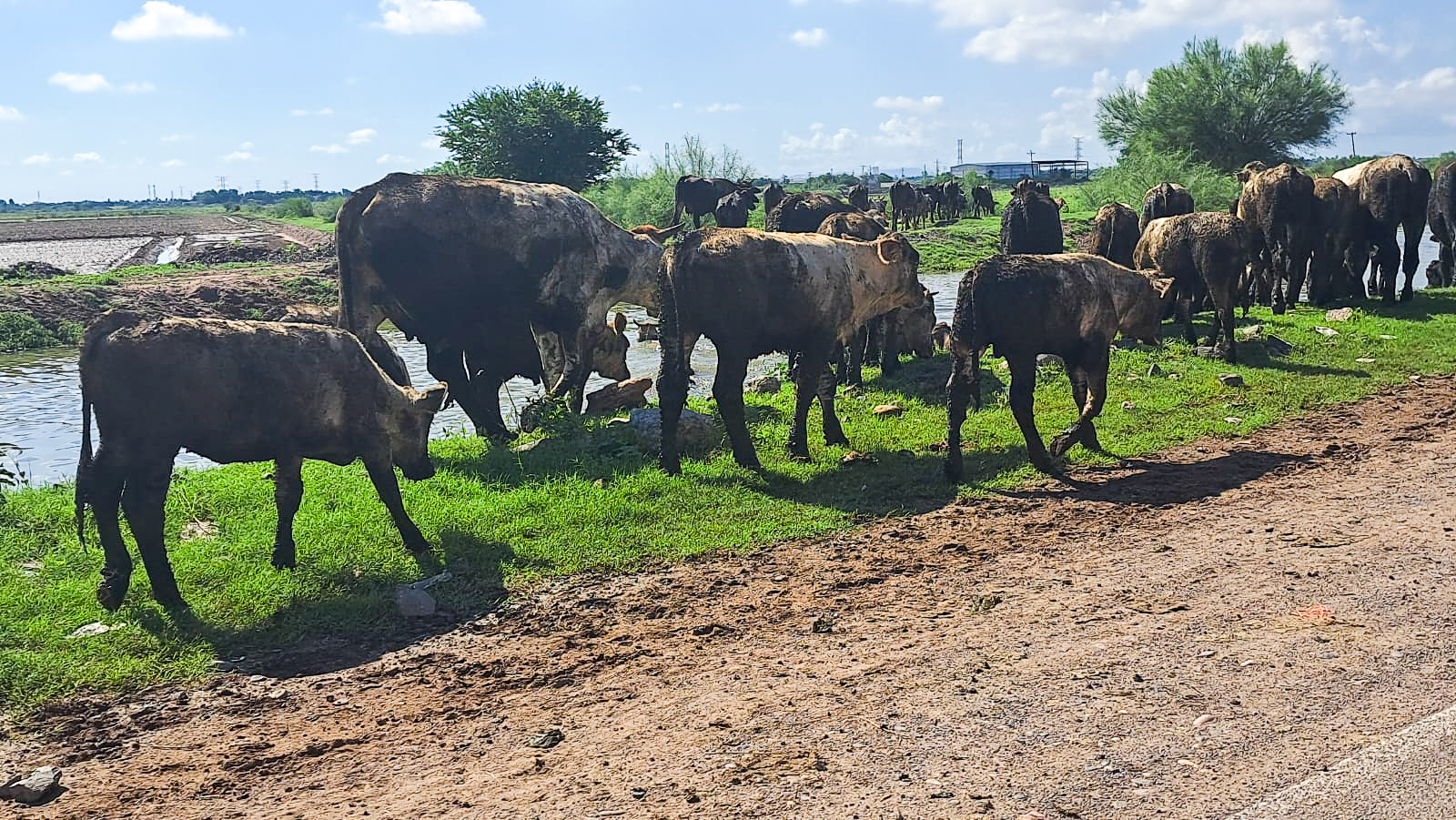 Vacas alimentándose en el campo