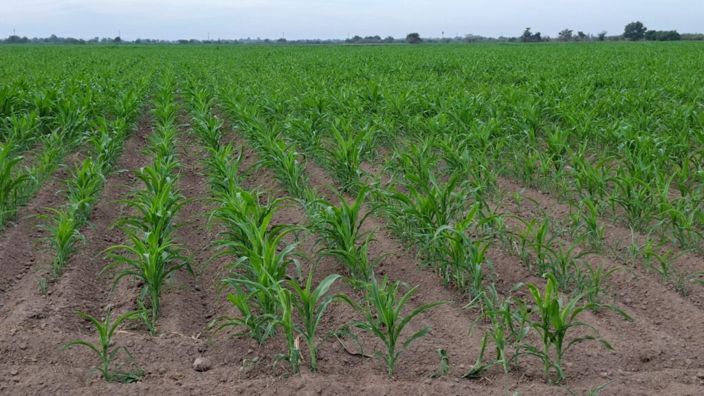 Campo de siembra en Guasave