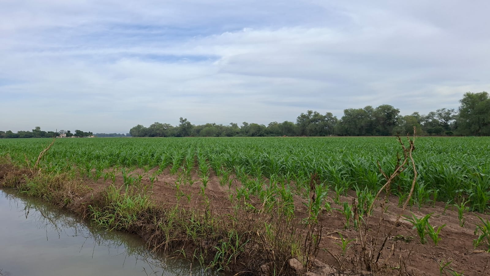 Campo en Guasave junto a canal de riego