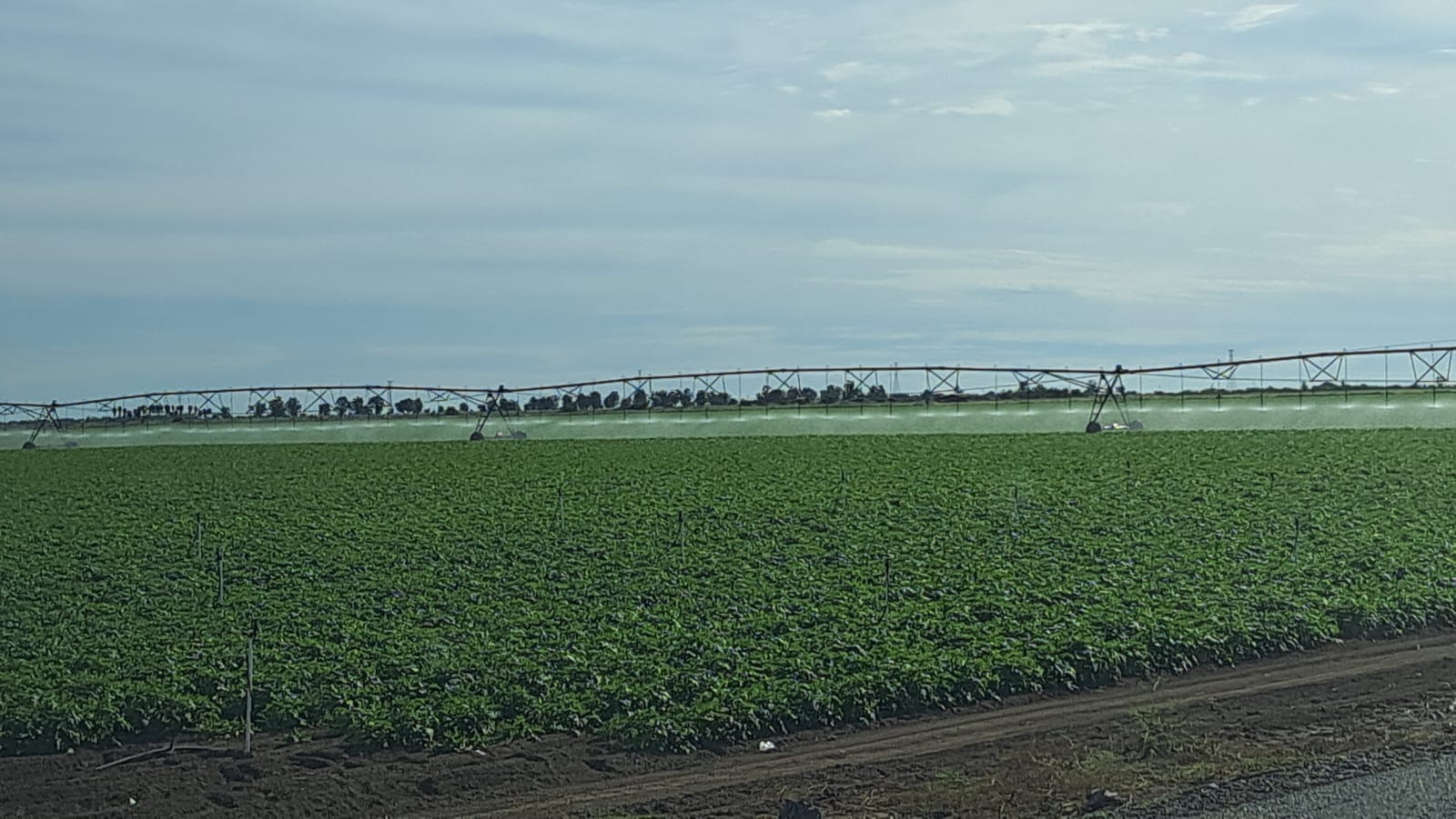 Campo sinaloense