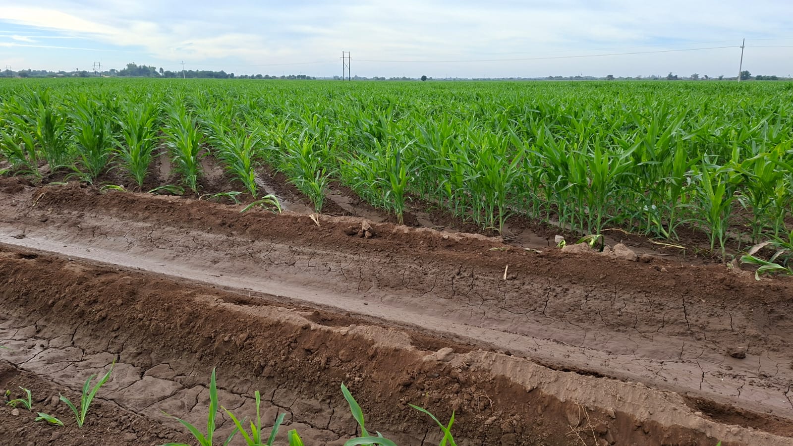 Campo de Sinaloa