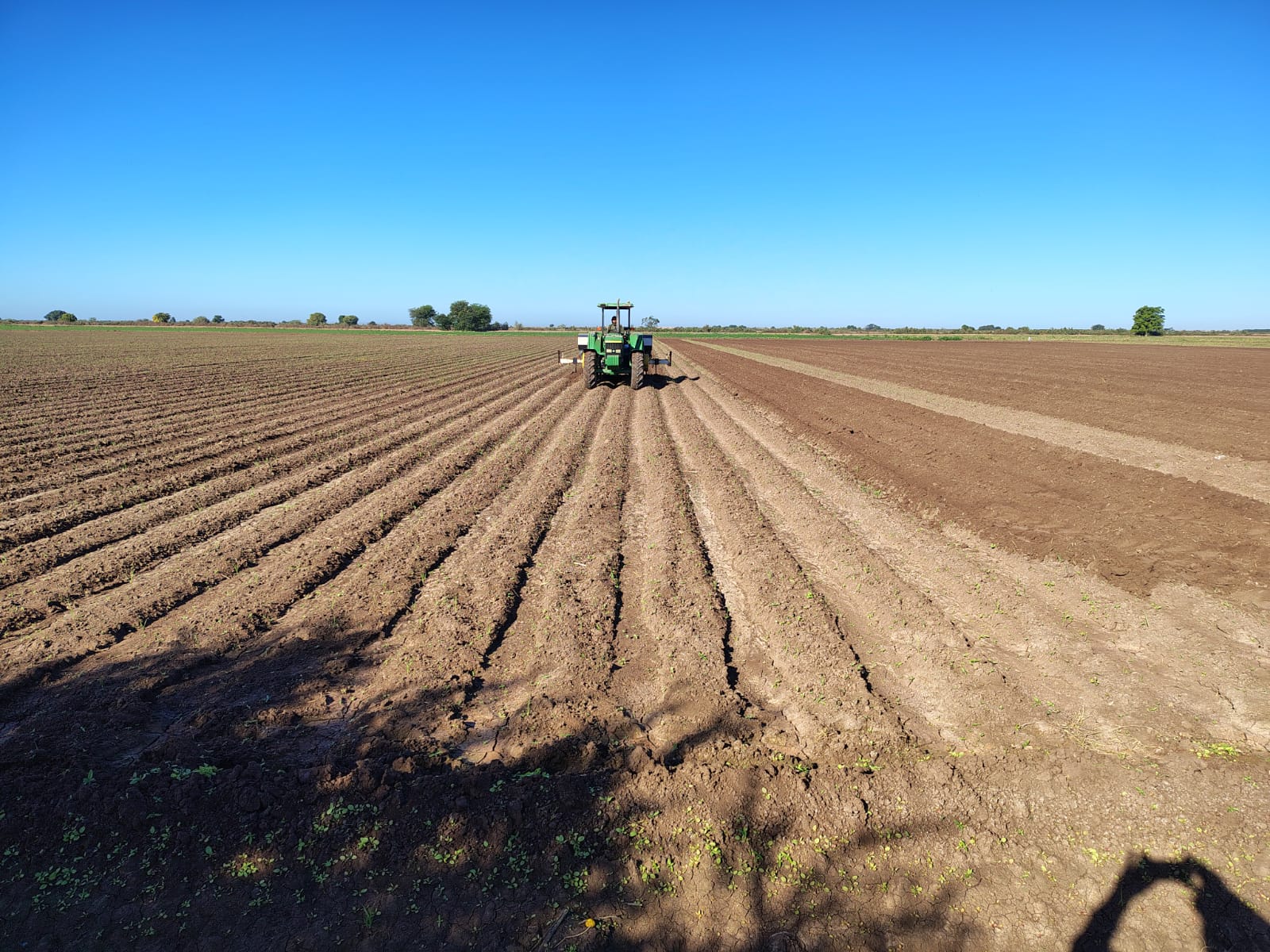 Campo de trigo en el norte de Sinaloa
