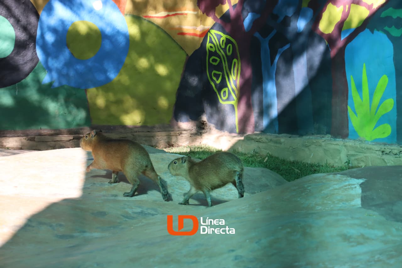 Pareja de capibaras en el Zoológico de Culiacán.