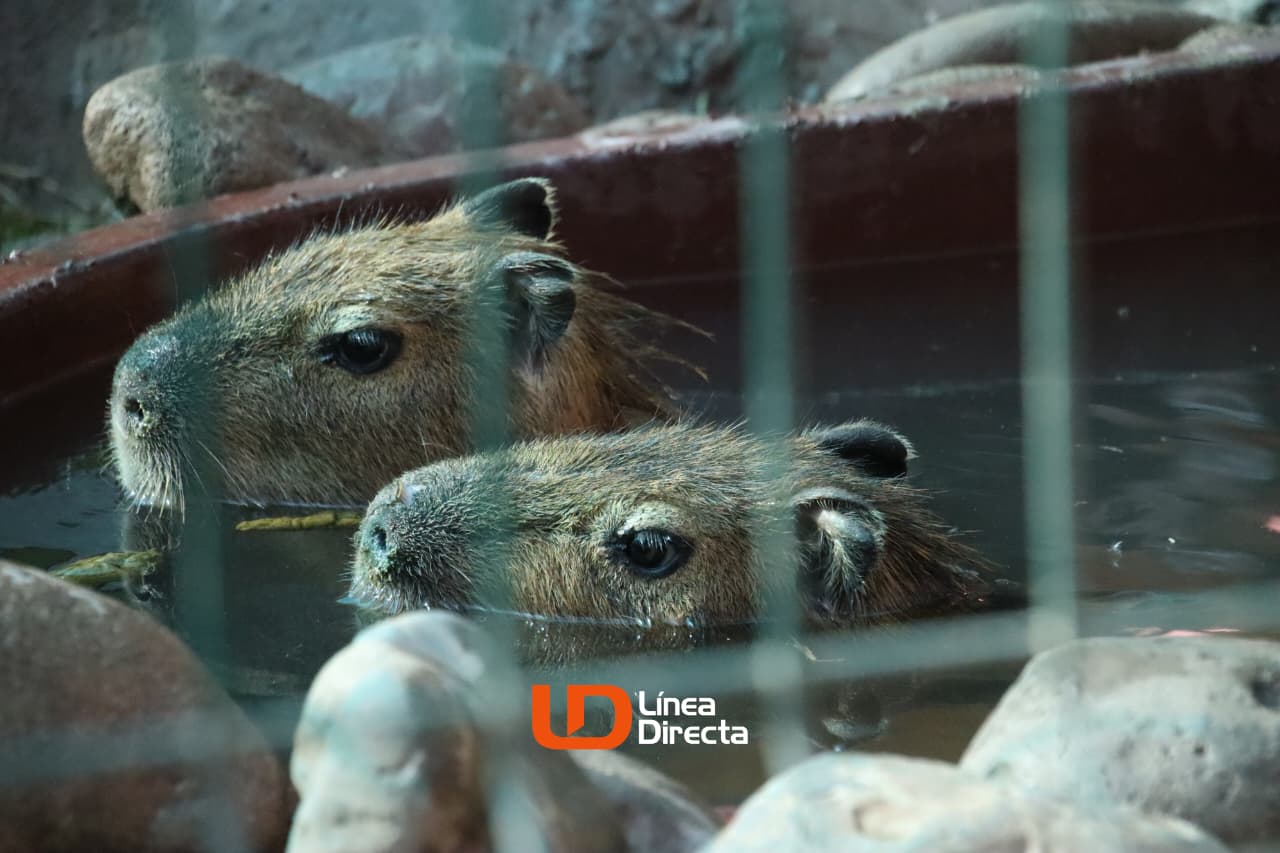 Dos capibaras en el agua asomando la cabeza