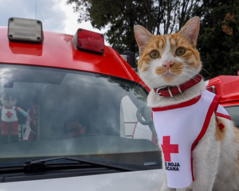 Emotivo adiós a Cruzberto, el gato rescatado que conquistó a la Cruz Roja Toluca