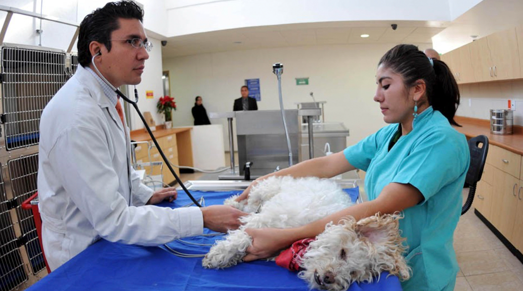 ¿Necesitas esterilizar a mascotas? Sebides tendrá jornada gratuita en Culiacán el 22 y 23 de diciembre