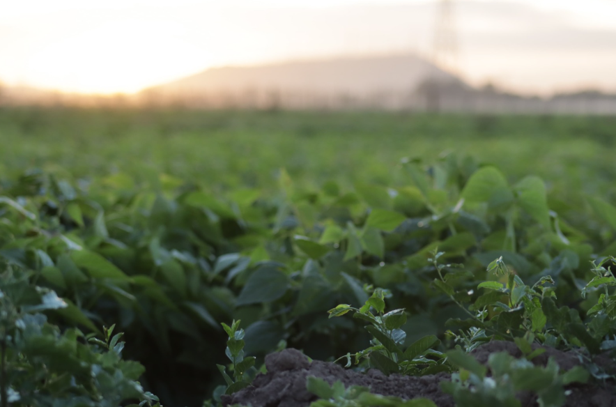 En Elota cultivan casi el 100 % de hectáreas, pero agricultores temen ser afectados por las plagas