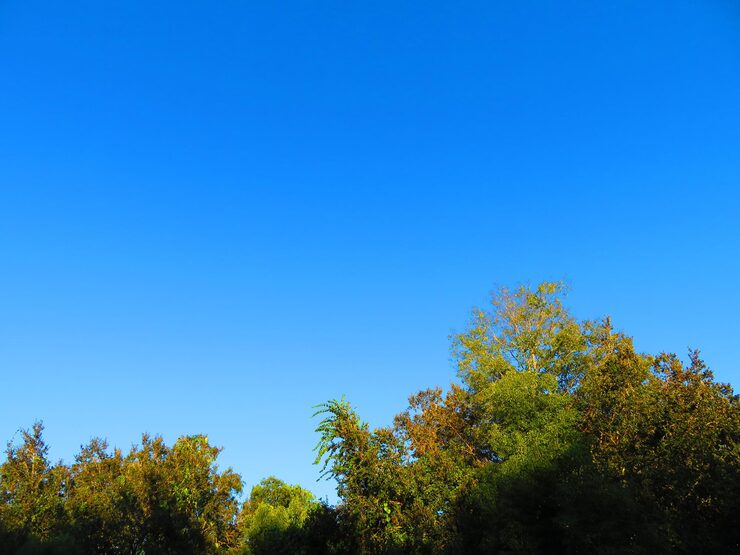 Cielo azul despejado y un árbol con hojas color verde