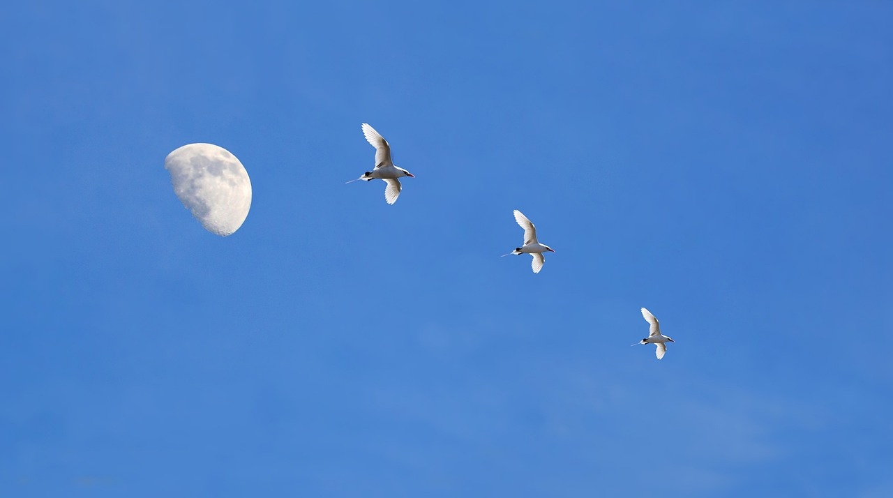 Cielo azul con pájaros y una luna