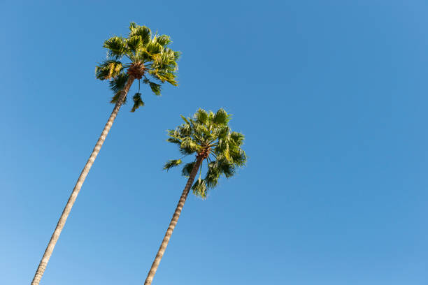 Cielo azul despejado con dos palmeras