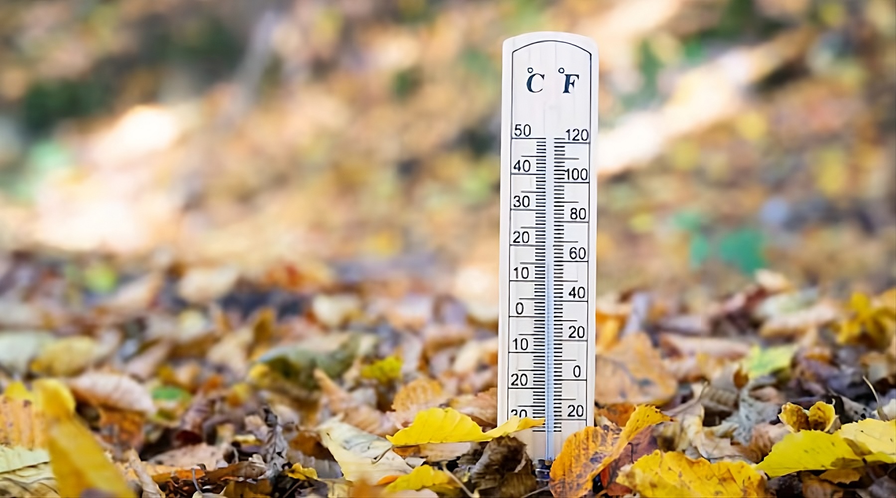 Termómetro con bajas temperaturas entre muchas hojas en colores amarillo y café
