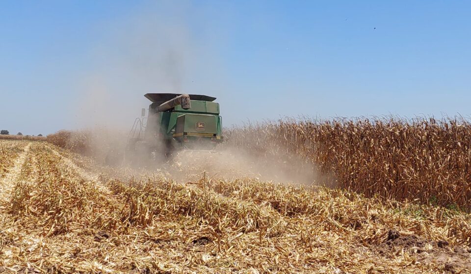 Cosecha del maíz en campo agrícola