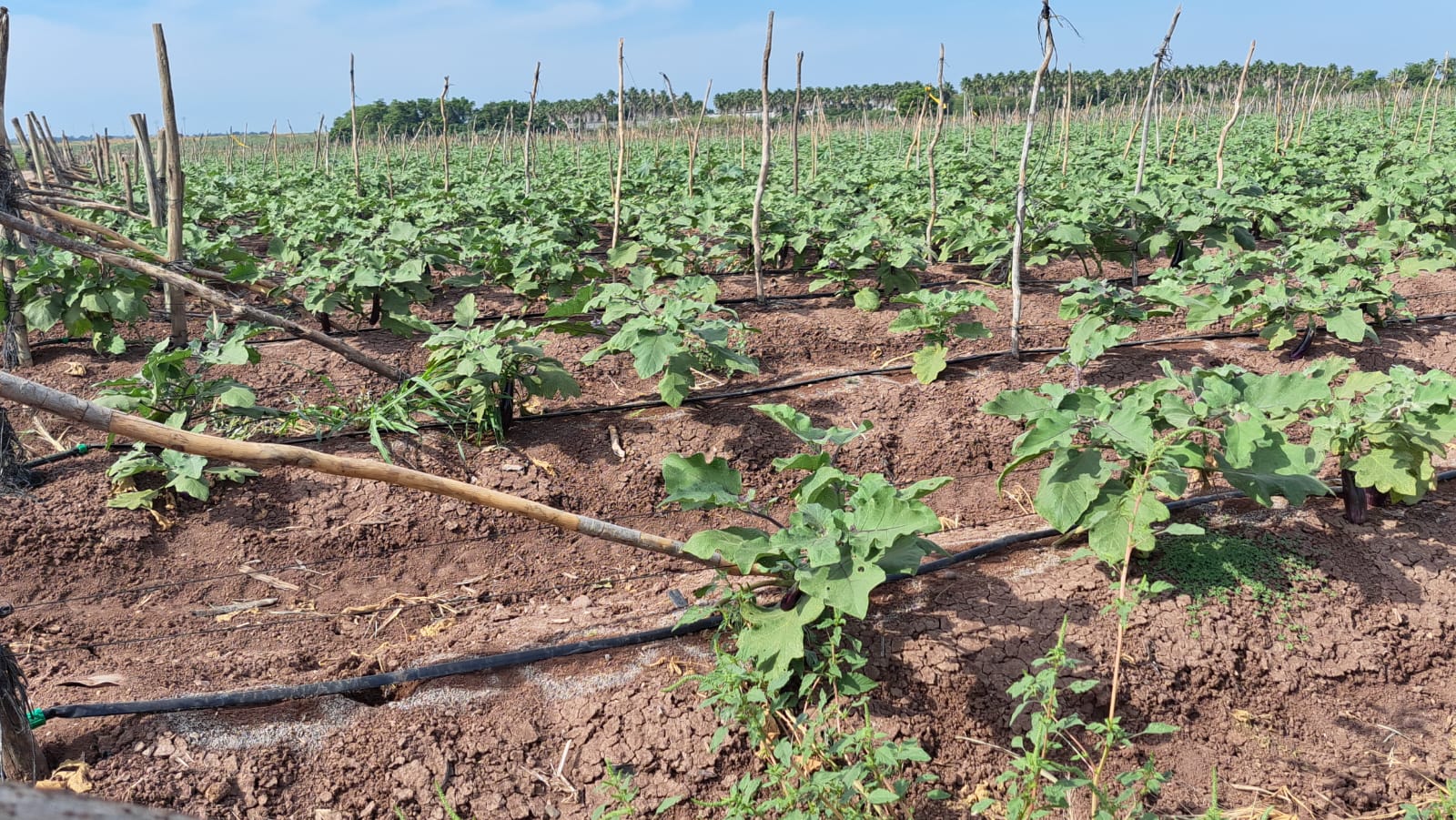 Cultivo de Berenjena