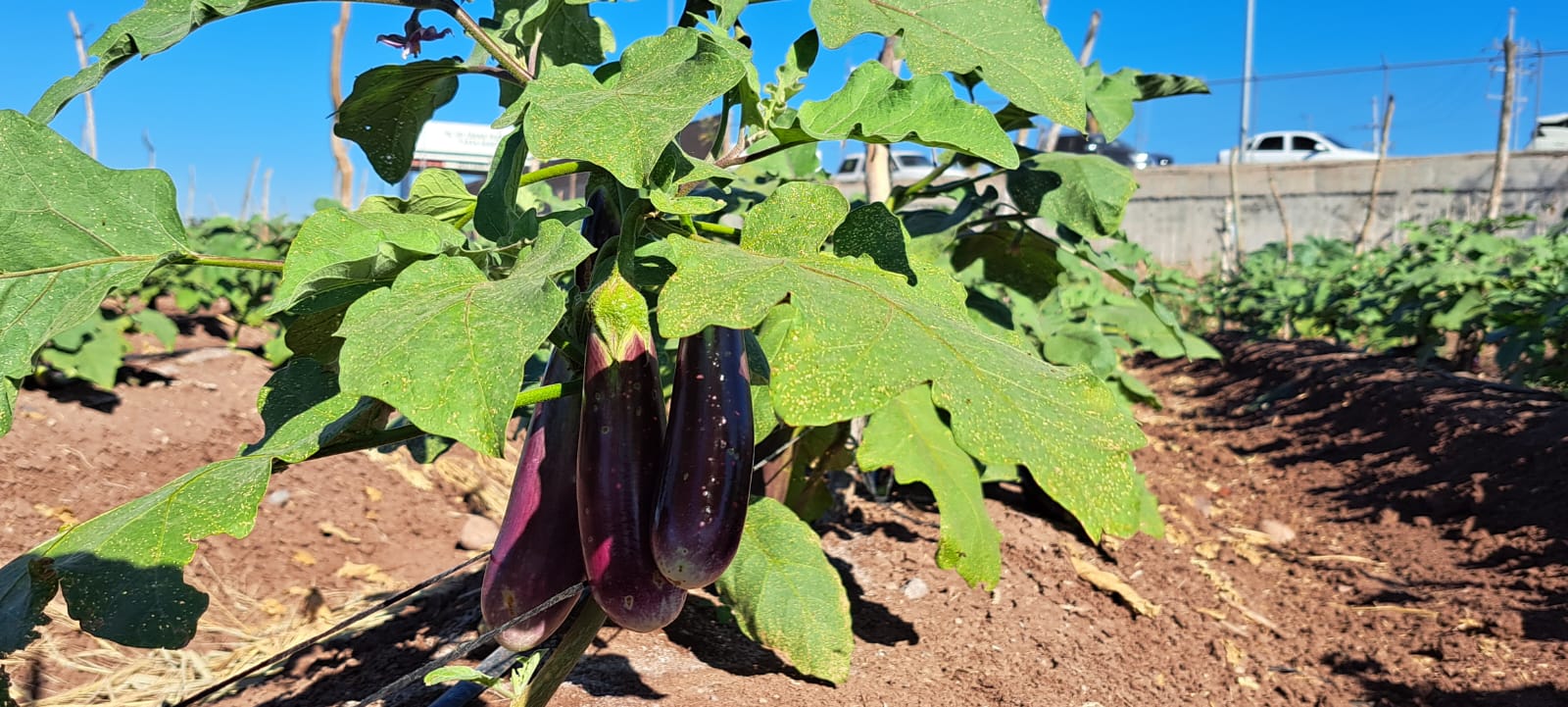 Fruta de berenjena en un campo sinaloense.