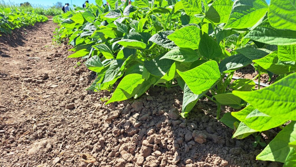 Cultivo de frijol en Guasave-2