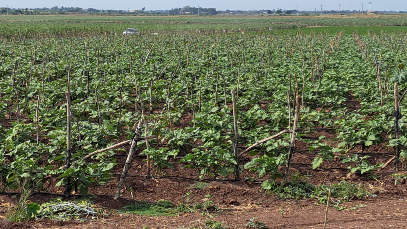 Cultivo en un campo