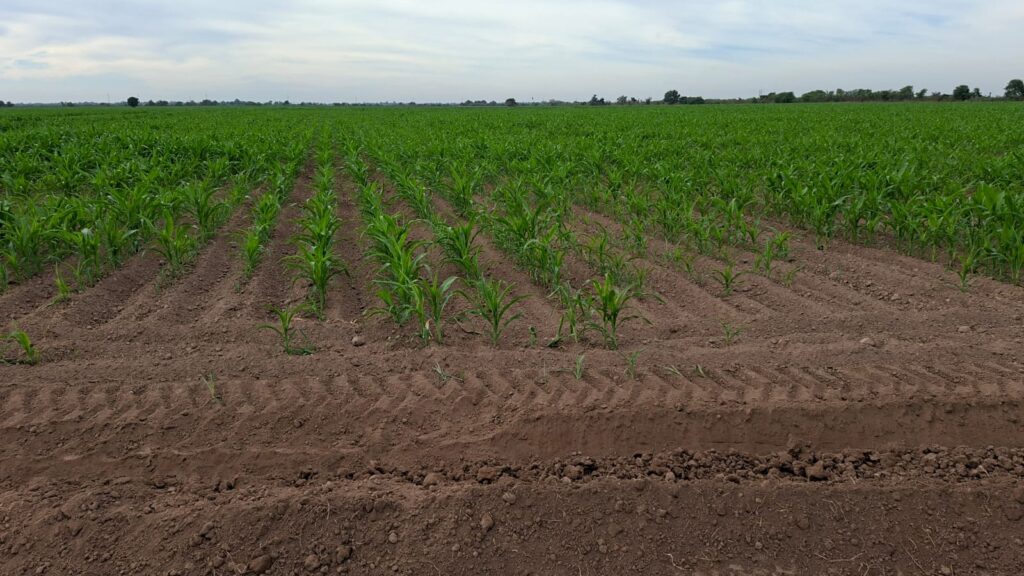 Cultinos verdes en tierras de Guasave