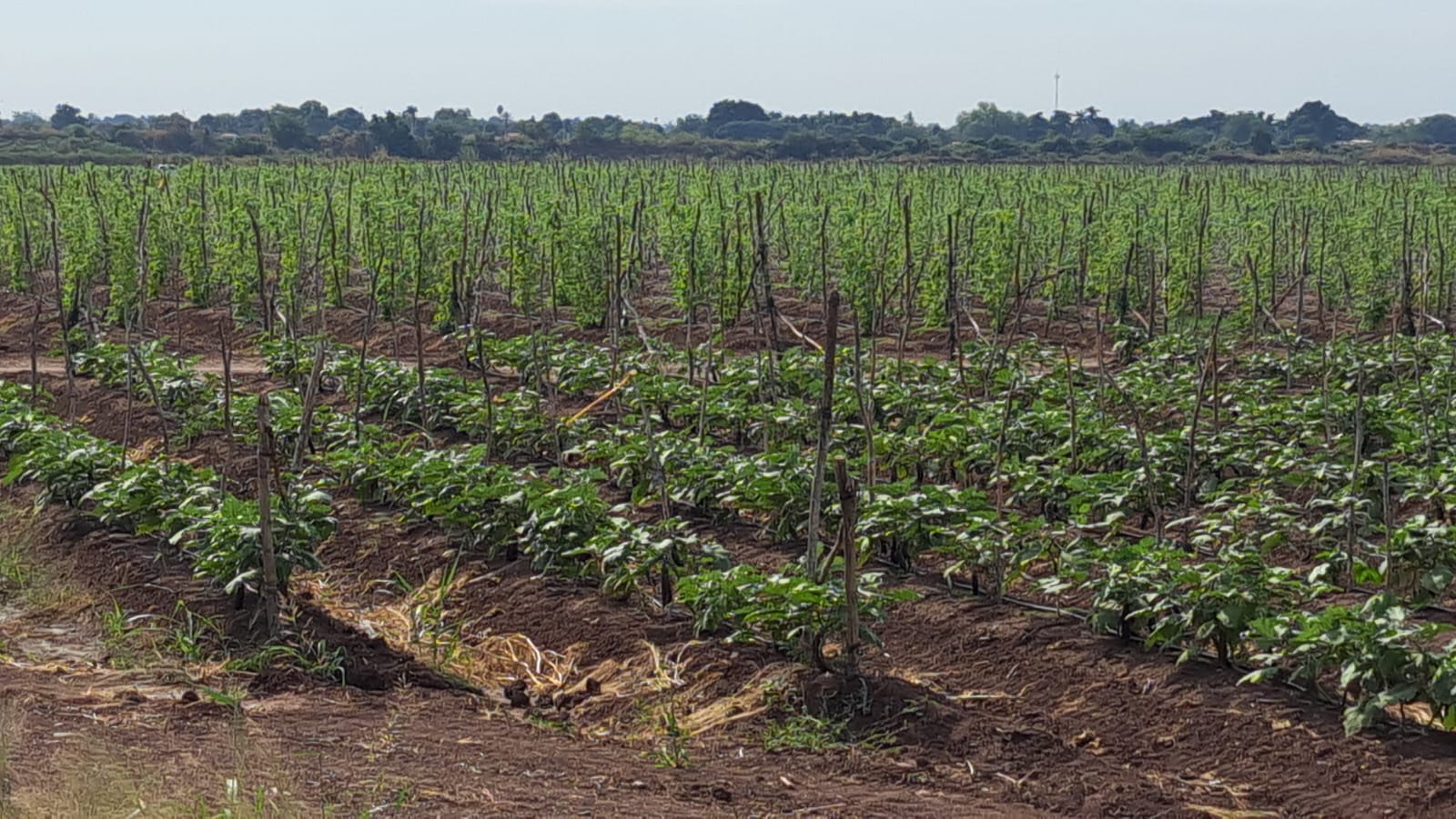 Campo de siembras